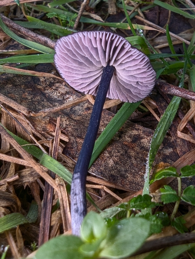 Entoloma moongum