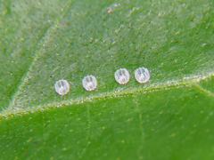 Colobura dirce dirce