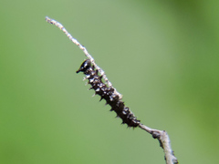 Colobura dirce dirce