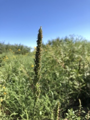 Setaria macrostachya