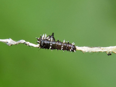 Colobura dirce dirce