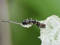 Colobura dirce dirce