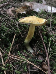 Tricholoma subluteum