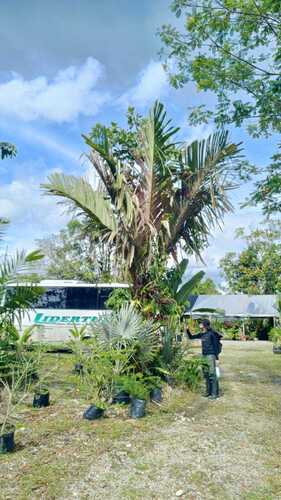 Manicaria saccifera, photo 94