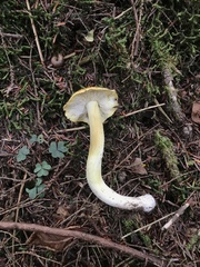 Tricholoma subluteum