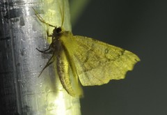 Odontopera bidentata