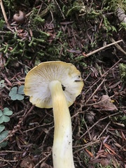Tricholoma subluteum