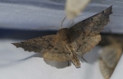 Odontopera bidentata