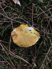 Tricholoma subluteum