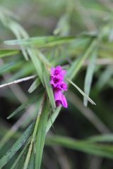 Isochilus unilateralis