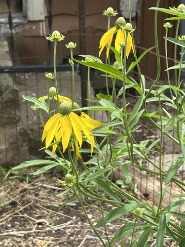 grey-headed coneflower