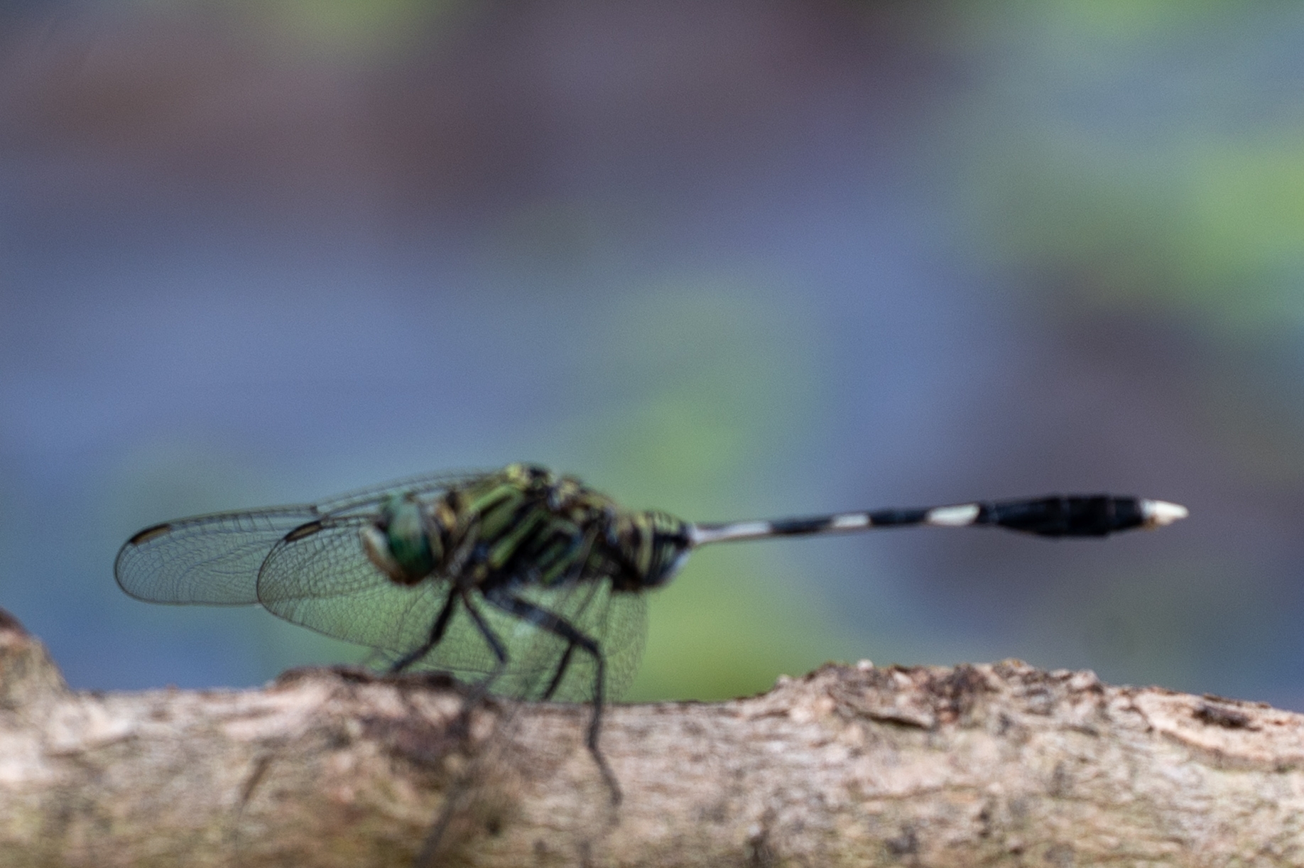 Slender Skimmer
