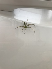 Peucetia