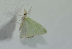 Comibaena bajularia