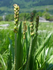 Plantago macrocarpa