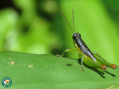 Liebermannacris dorsualis