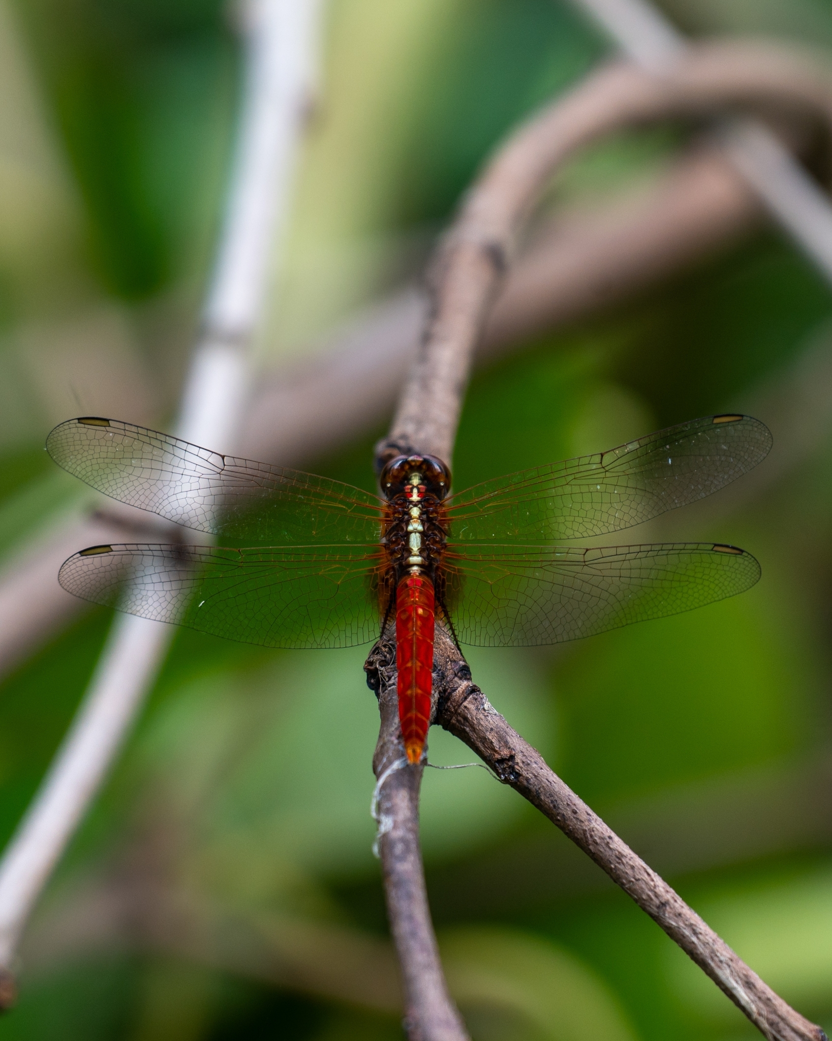 Rufous Marsh Glider