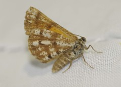 Bupalus piniaria