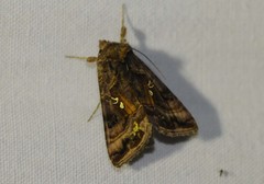 Autographa pulchrina