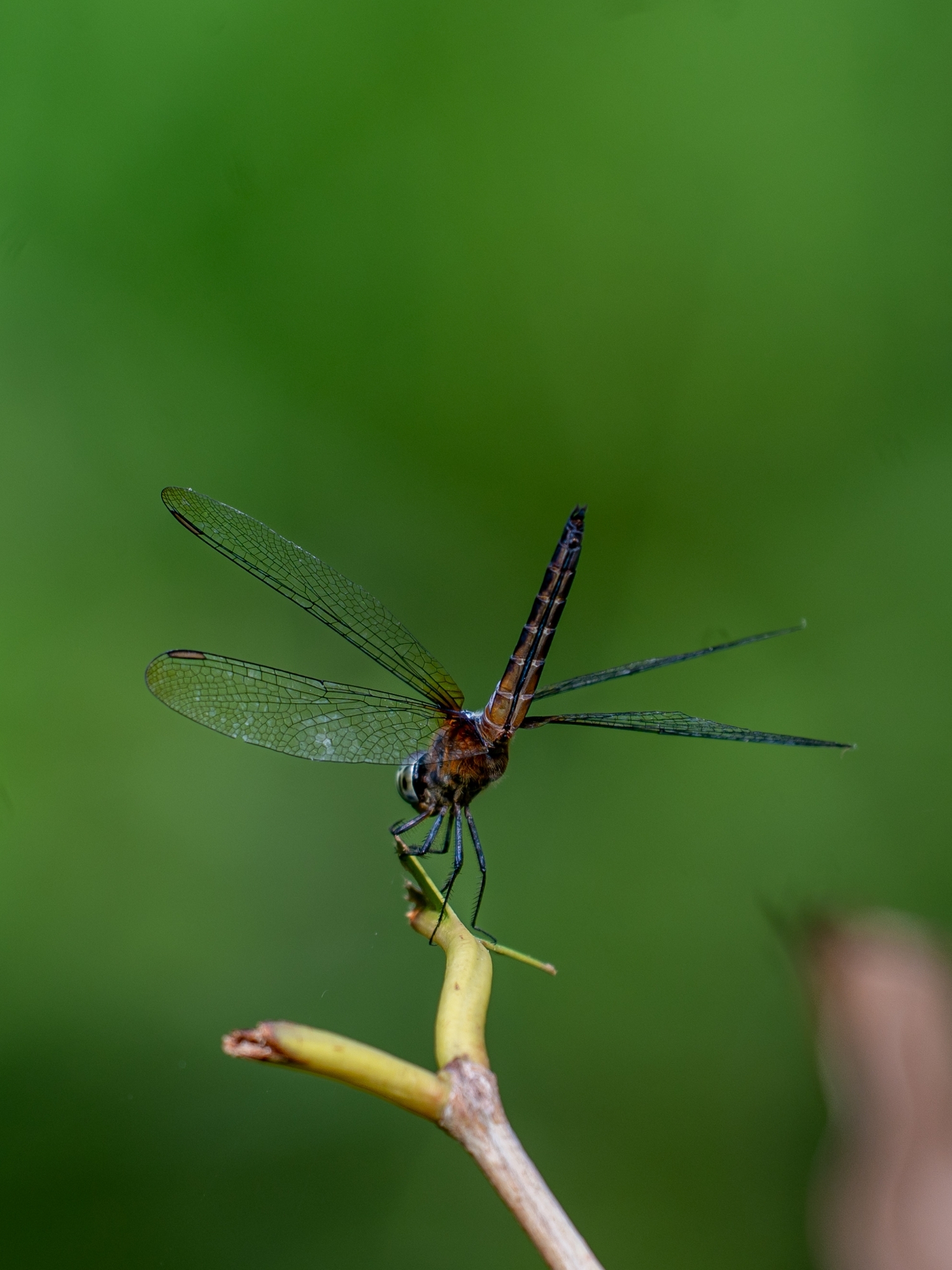 Rufous-Backed Marsh Hawk