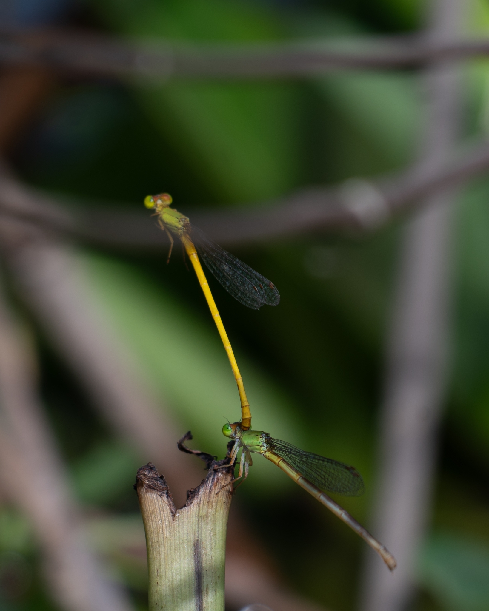 Coromandel Marsh Dart