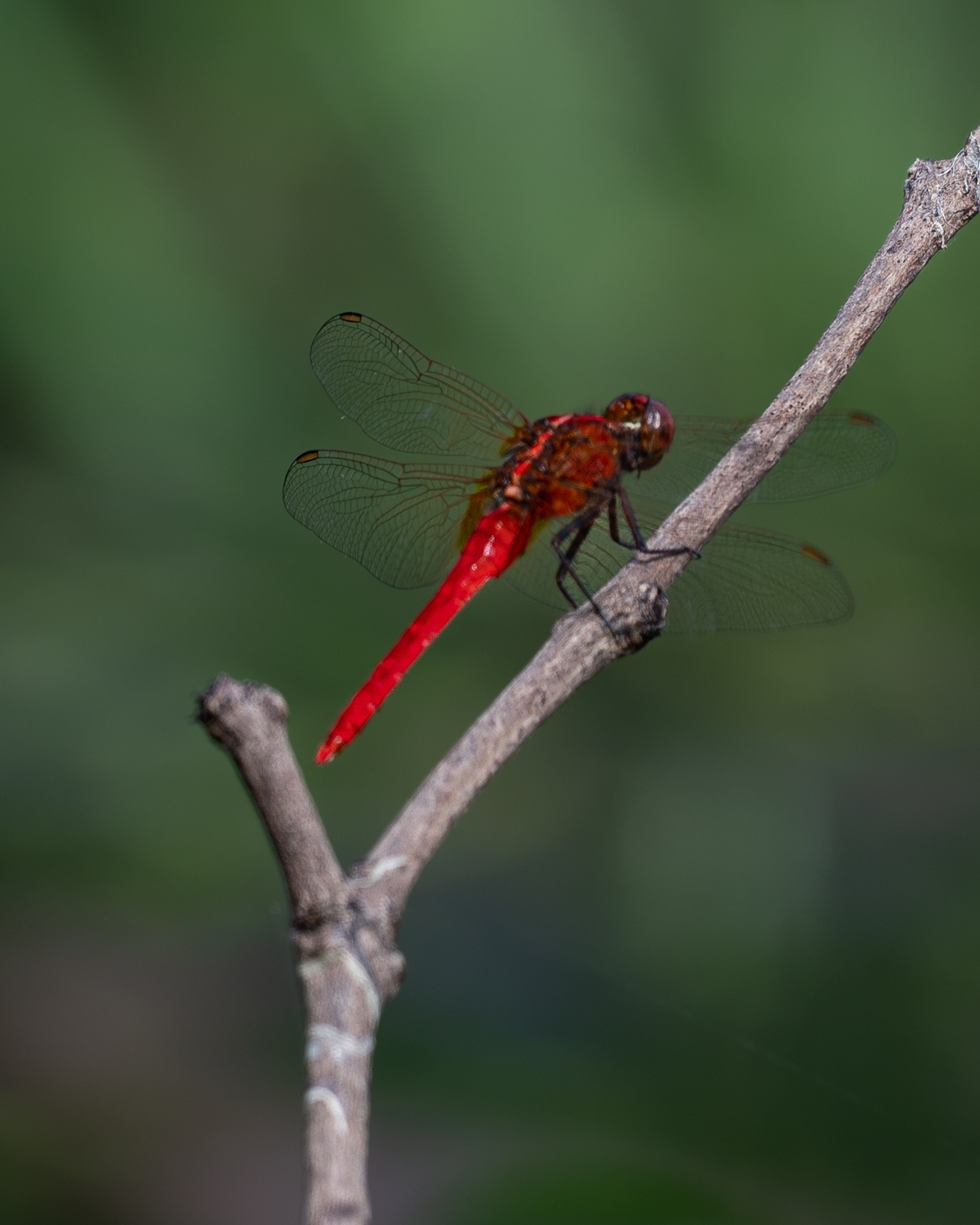 Rufous Marsh Glider