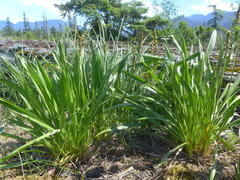 Plantago macrocarpa