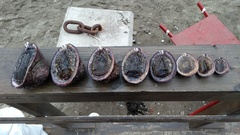 Concholepas concholepas