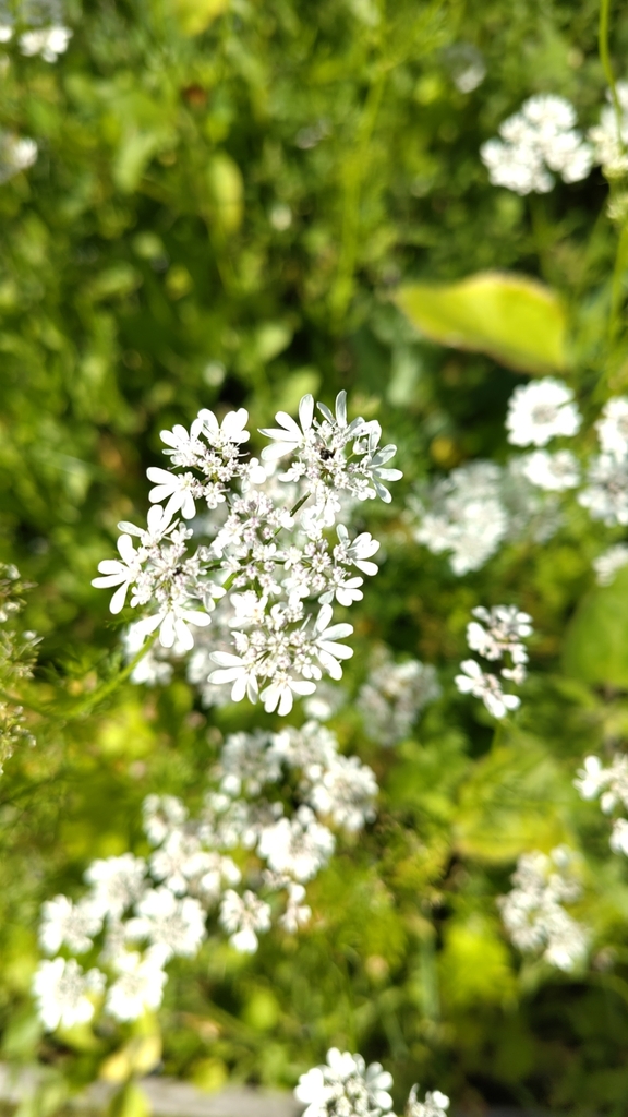 Coriandrum sativum