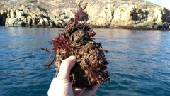 Pyura chilensis