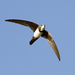 Alpine Swift - Photo (c) Paul F Donald, some rights reserved (CC BY-SA)