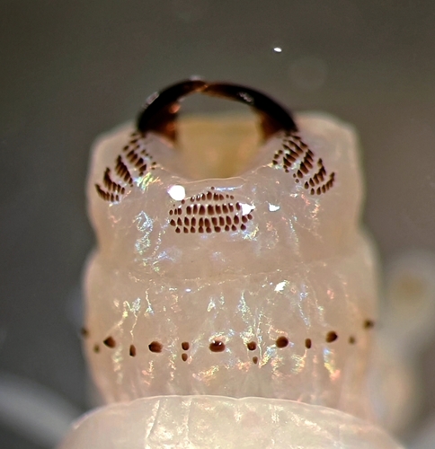 Pseudonereis anomala, 2024-07-23