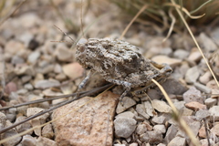 Phrynotettix robustus