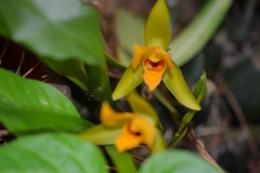Lycaste cruenta