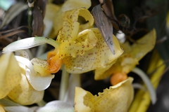 Stanhopea graveolens