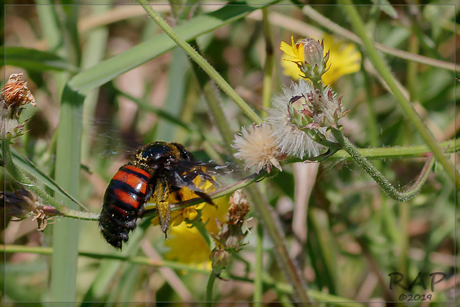 Xylocopa frontalis