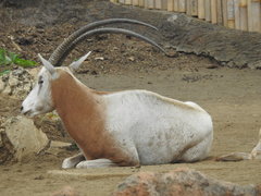Oryx dammah