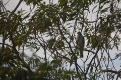 Accipiter cooperii