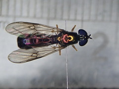 Sargus flavipes