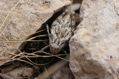 Phrynotettix robustus