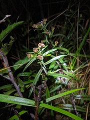 Symphyotrichum robynsianum
