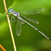 Slender Spreadwing - Photo (c) Diana-Terry Hibbitts, some rights reserved (CC BY-NC), uploaded by Diana-Terry Hibbitts