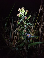 Symphyotrichum robynsianum