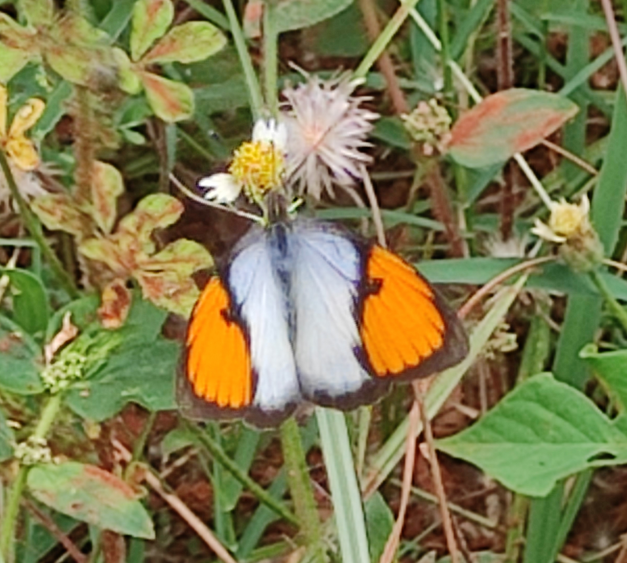 White Orange-Tip