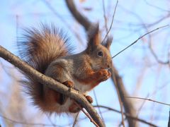 Sciurus vulgaris