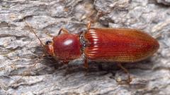 Stenagostus rufus
