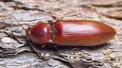Stenagostus rufus