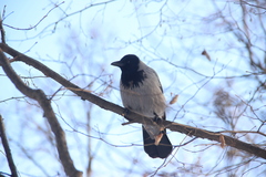 Corvus cornix