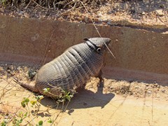 Euphractus sexcinctus