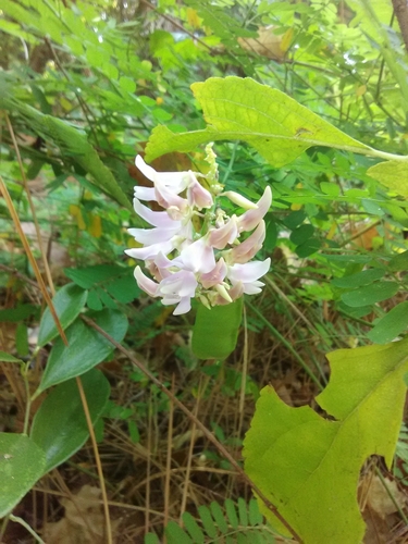 Rosarypea (Abrus precatorius)